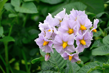 Flower of Poteto - Solanum tuberosum.