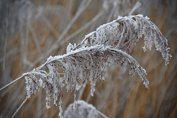 ice on dry grass