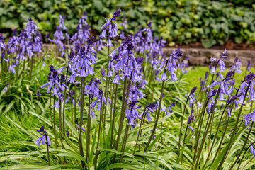 Obraz premium Bluebells in the garden of Temple Church