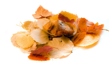 Naklejka premium Foliage mushroom on white background