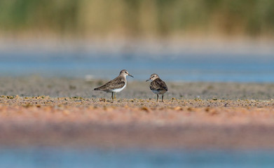 Temminck's stint sitting on the ground