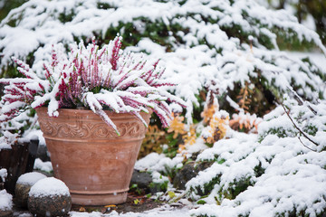 Common heather, Calluna vulgaris, in flower pot covered with snow, evergreen juniper in the...