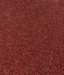 red chiles dried 