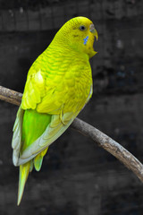 Colorful parakeets are confined in a cage