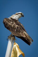  Predators (Accipitriformes) are an order of birds. The order includes about 225 species of birds adapted for hunting live prey.