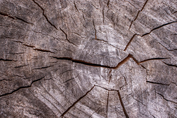 brown trunk wood cracks background pattern design