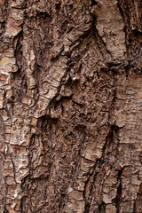 brown tree bark trunk background pattern design
