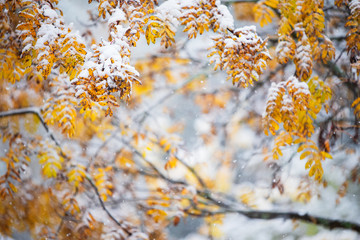 Rowan tree (Sorbus aucuparia) branches and yellow leaves covered with fresh snow in late autumn