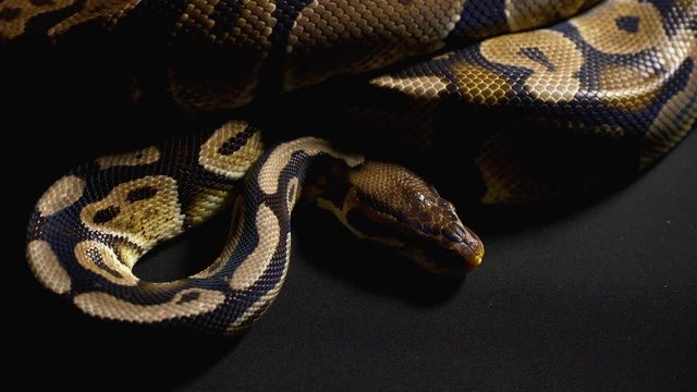Footage of royal python in black background