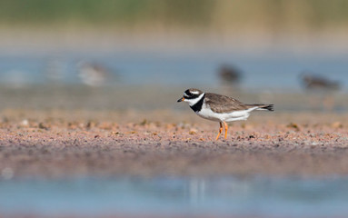 Common Ringed Plover