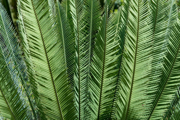 Naklejka na ściany i meble Close up of some Palm Tree Leaves