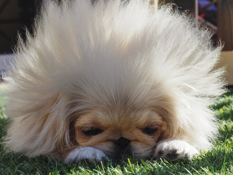 white pekinese puppy