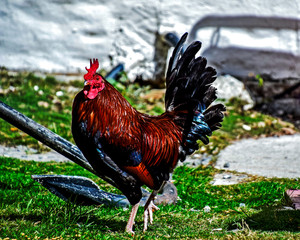 Red rooster out walking