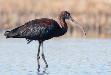 Glossy ibis hunting and portrait