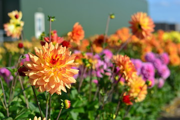 orange dahlia flowers and blue sky