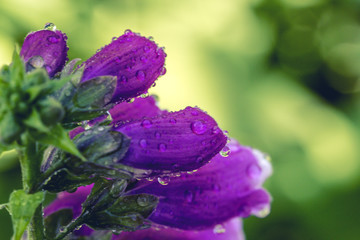 Purple foxglove (Digitalis purpurea) with mauve flowers with purple spots. Amazing flower background