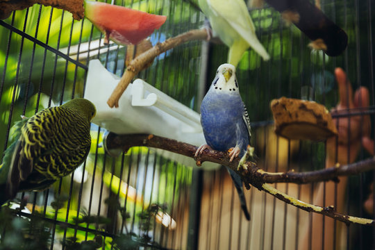 Wellensittiche sitzen im Vogelk&auml;fig drau&szlig;en