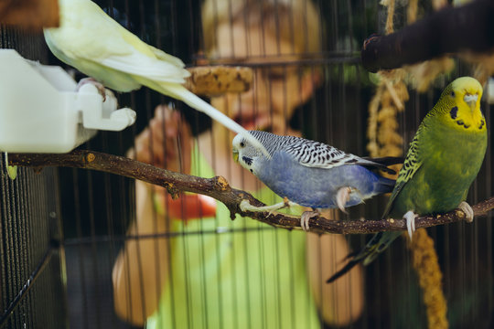 Wellensittiche sitzen im Vogelk&auml;fig drau&szlig;en