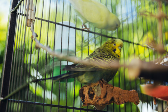 Wellensittiche sitzen im Vogelk&auml;fig drau&szlig;en