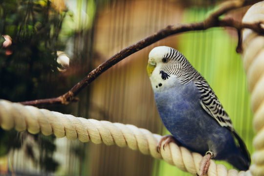 Wellensittiche sitzen im Vogelk&auml;fig drau&szlig;en