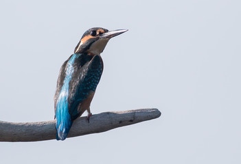 Common Kingfisher sitting on branch