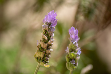 Lavanda Macro