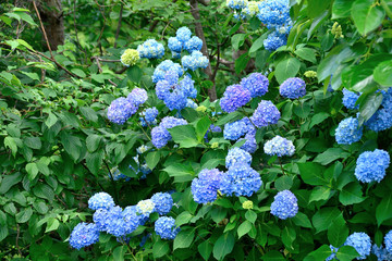 Hydrangea macrophylla. It is called "Ajisai" in Japan.