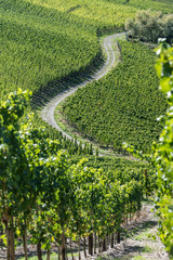 Ein Weg schlängelt sich harmonisch durch Weinberge