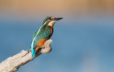 Common Kingfisher sitting on branch