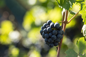 Eine reife Rotwein-Traube; Bild mit Freiraum für Text