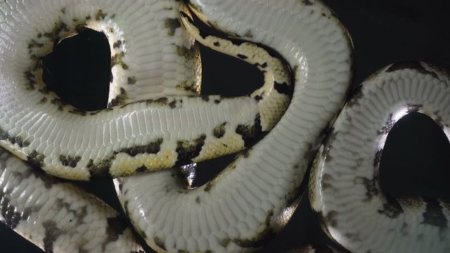 Video of royal ball phytons, camera rushed down
