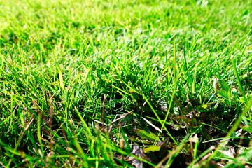 Green grass texture copy space