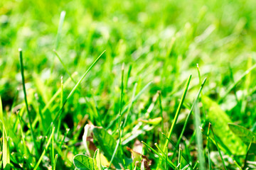 Green grass texture copy space