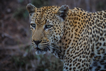 Fototapeta na wymiar Leopard - old male - on the hunt in Sabi Sands Game Reserve in the Greater Kruger Region in South Africa