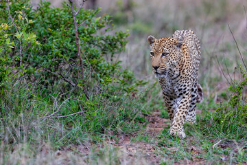 Leopard - old male - on the hunt in Sabi Sands Game Reserve in the Greater Kruger Region in South Africa