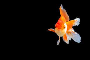 Fototapeta na wymiar Goldfish oranda white with orange Black background scene
