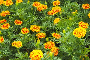 A colorful, vibrant flower garden growing up.