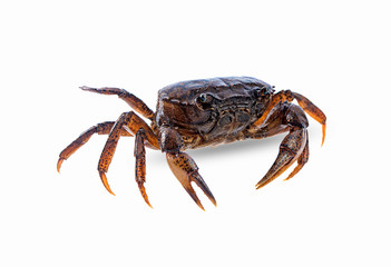 field crab isolated on a white