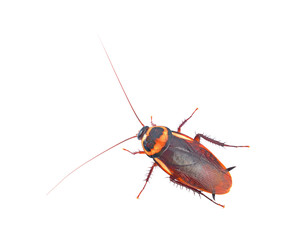 brown cockroach isolated on a white background