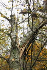 Broken birch tree close up after a windstorm on autumn European forest