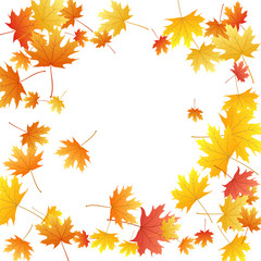 Fototapeta premium Maple leaves vector background, autumn foliage on white graphic design.