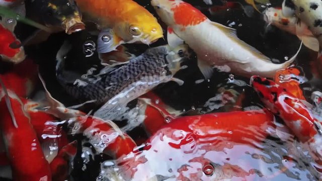 Group of Koi Fish Swimming in the Water. Top View