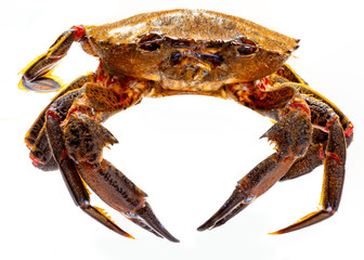 Galician Necoras (from Galicia) in movement. Delicious seafood from the Bay of Biscay and Atlantic. Fresh and alive crabs isolated on white background.