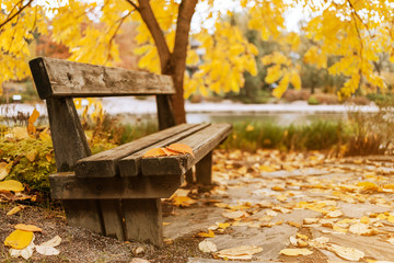 Wooden bench with leaves in a beautiful autumn park
