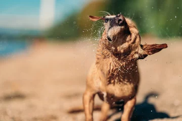 Fotobehang Dog shaking off water © kerkezz