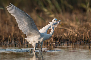 Little Egret hunting in the water