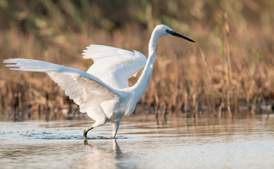 Little Egret hunting in the water