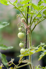 Fresh young green tomatoes in vine in vegetable garden  in portrait orientation