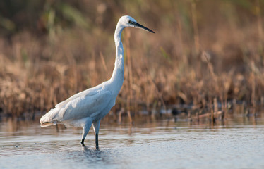 Little Egret hunting in the water