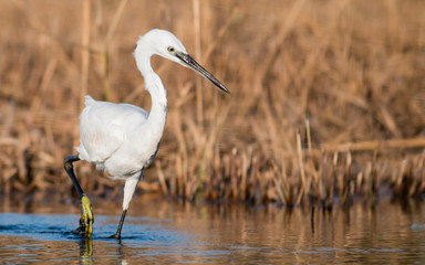 Little Egret hunting in the water